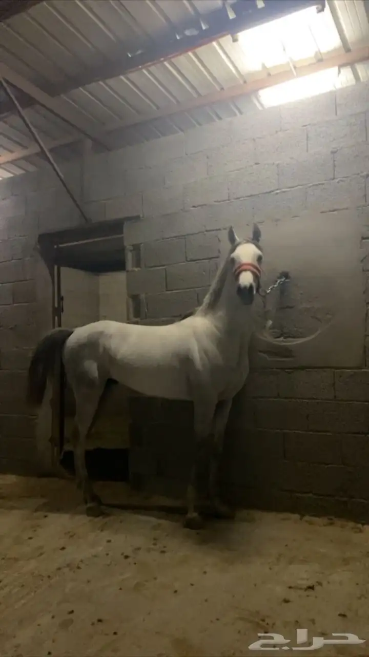 حصان شعبي سرعه 0