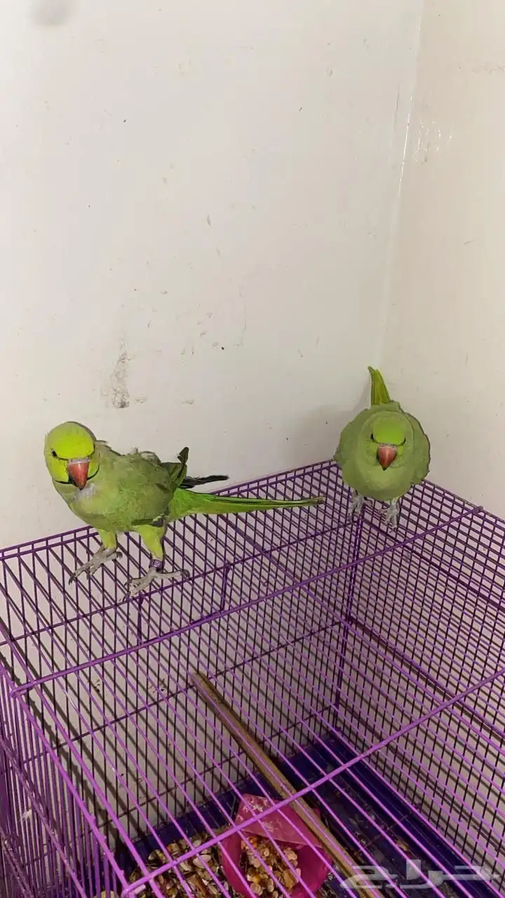 بغبغاء دره هندي للبيع 2