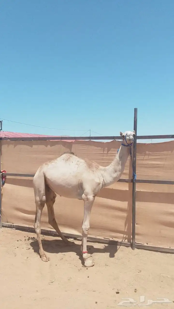 قعود للبيع الموقع تبوك 2