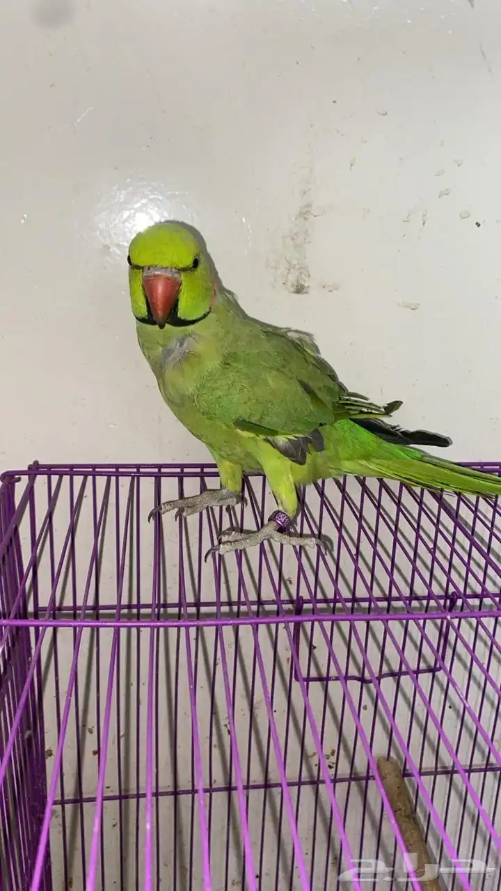 بغبغاء دره هندي للبيع 1