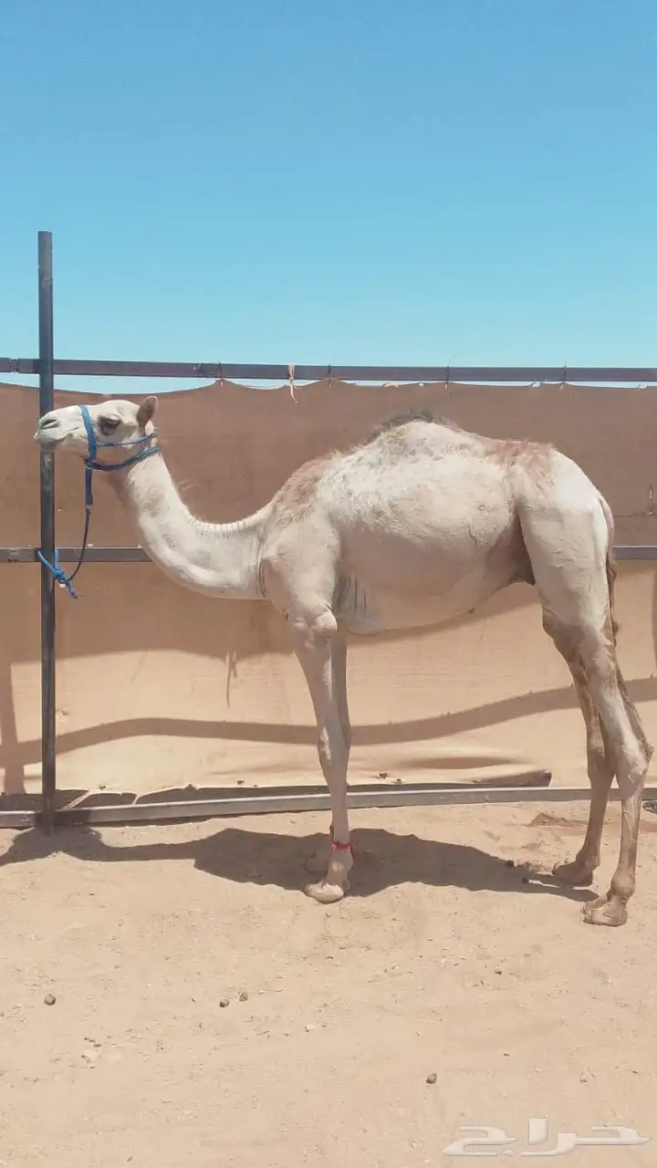 قعود للبيع الموقع تبوك 1