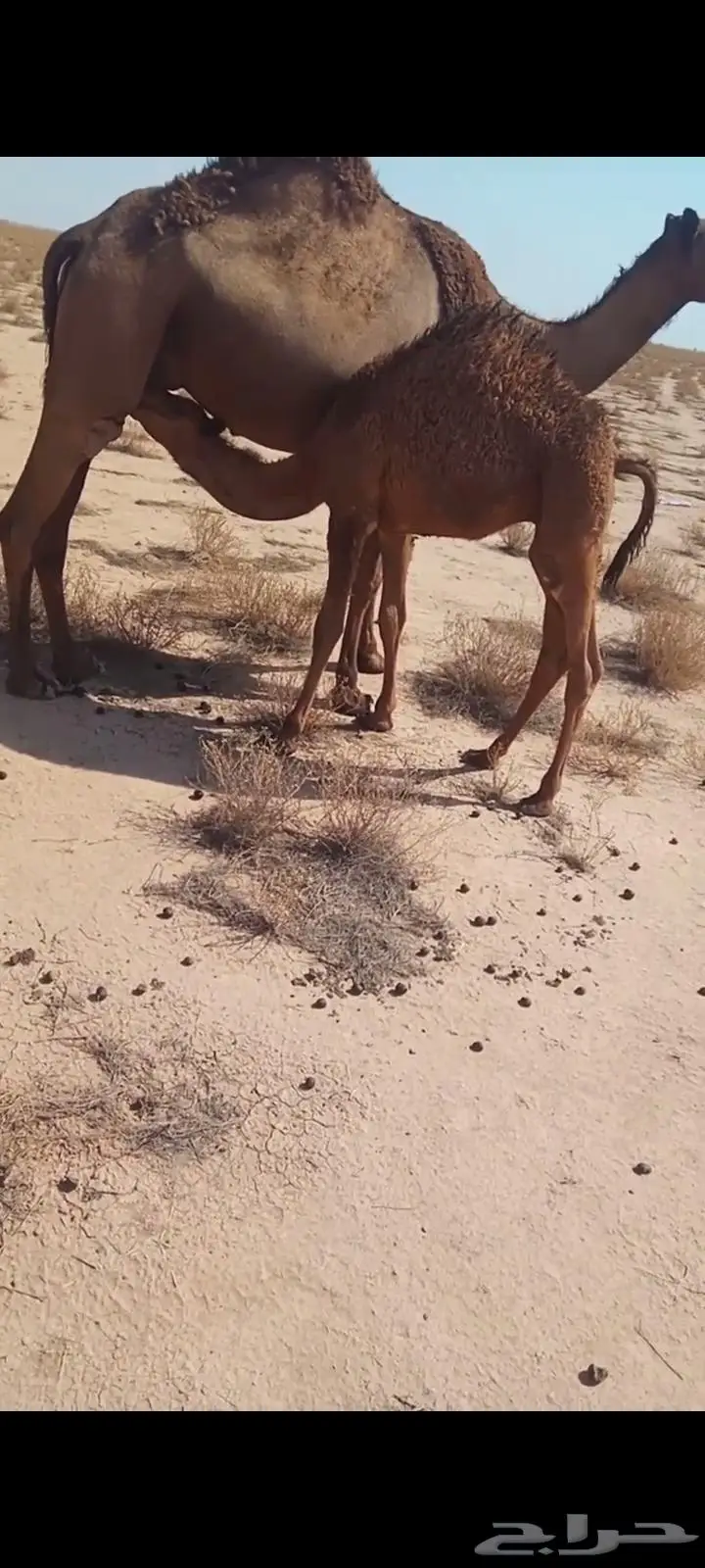 قعود لباني وبكره 0