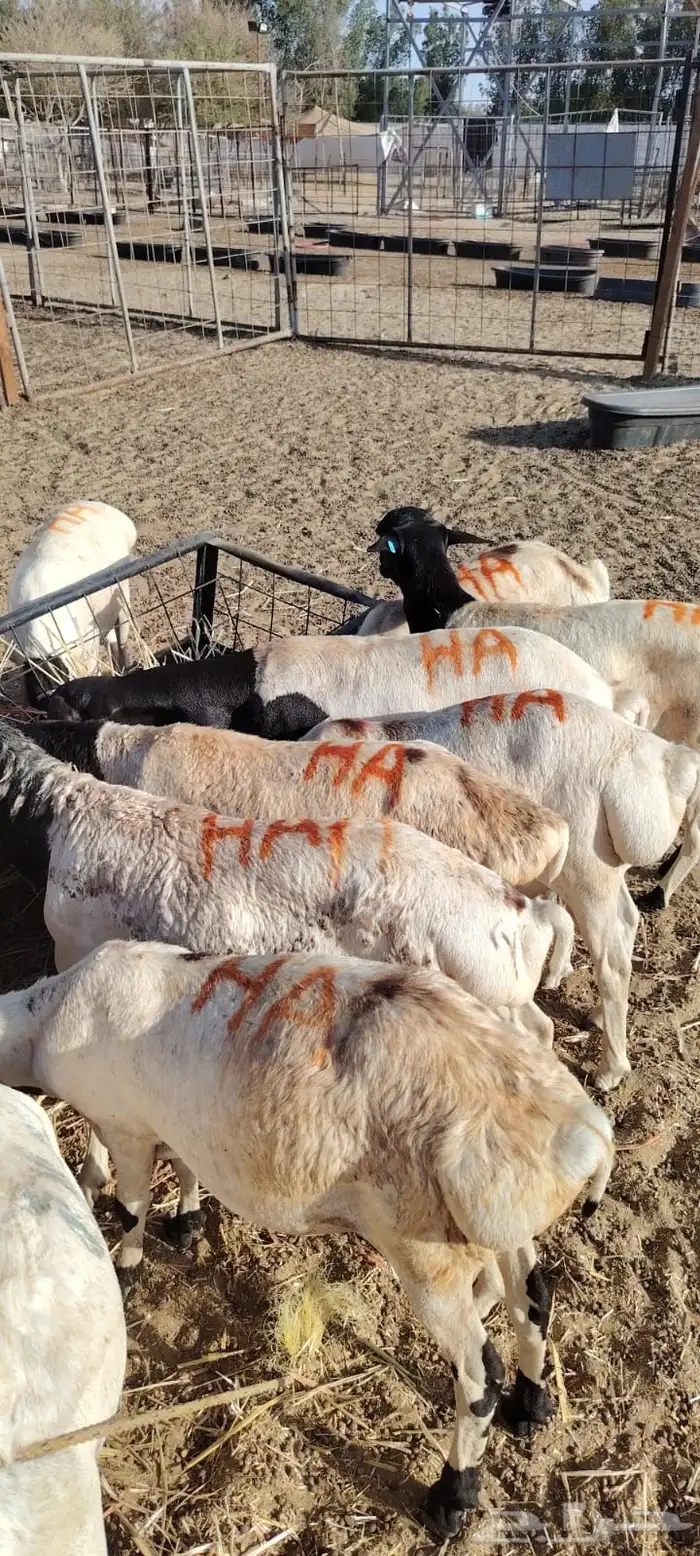 قعدان وتيوس وبربري مرابى لأصحاب الجمله والتفريد 3