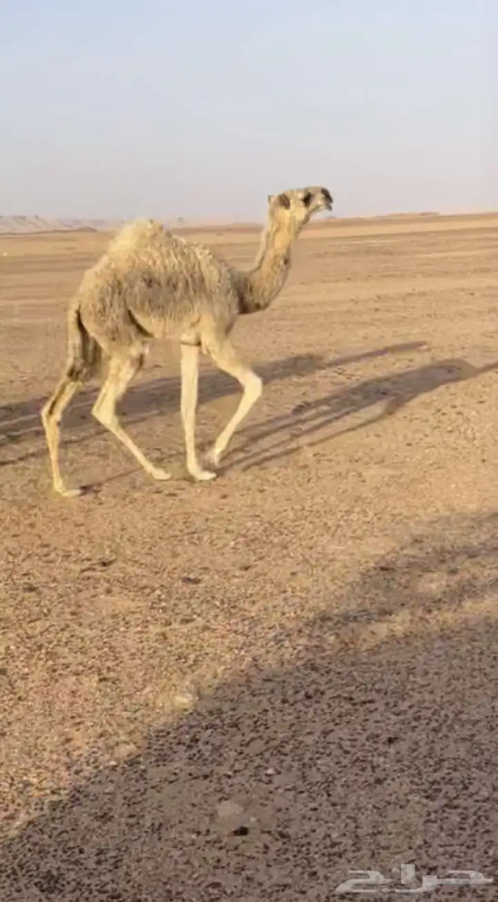 بكره وضحى كفو كفو. 3