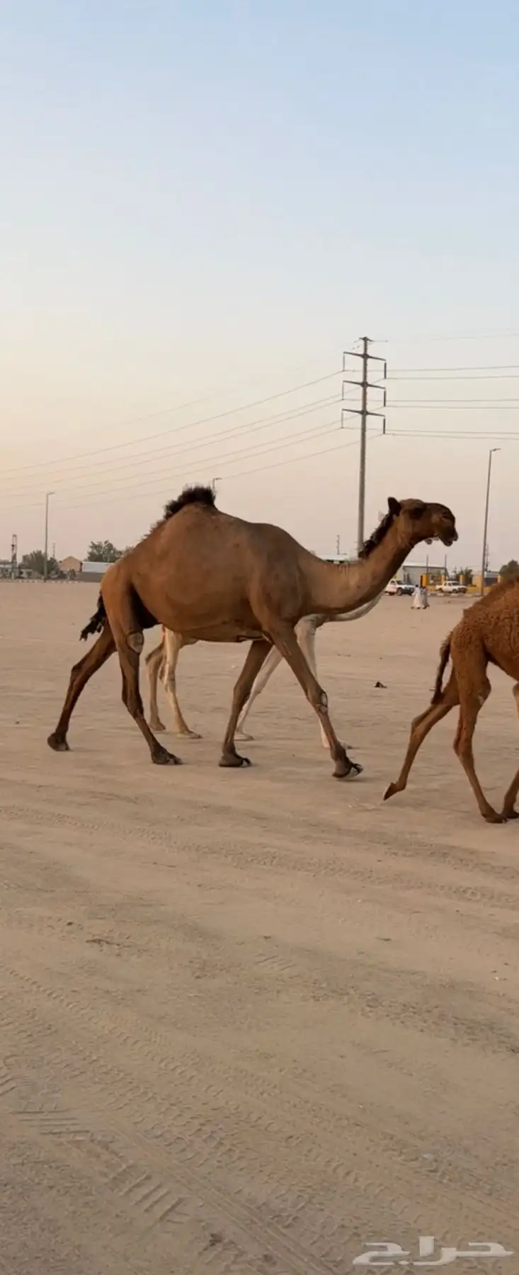 للبيع الخفوت الصفرا 0