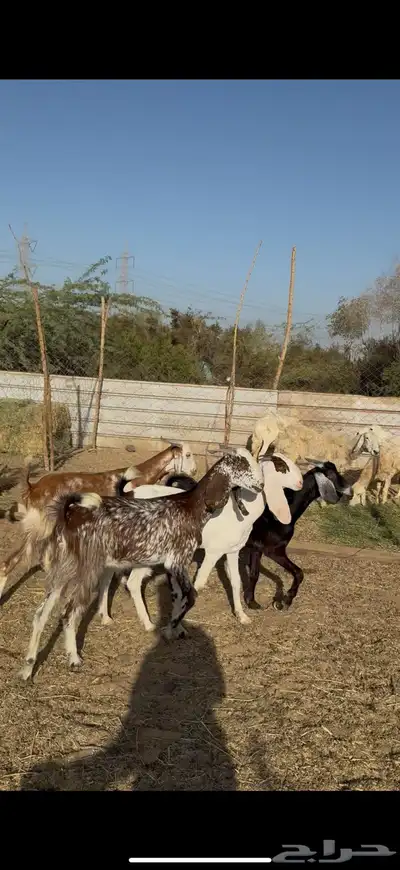 تم البيع 4