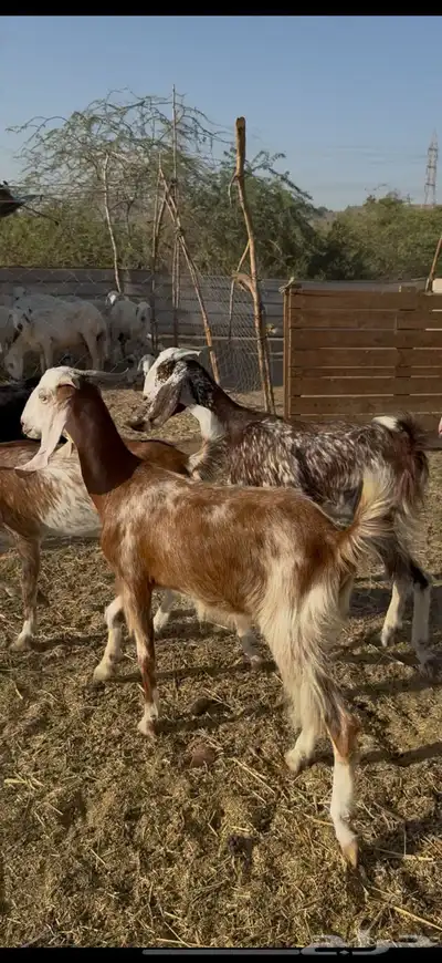 تم البيع 5