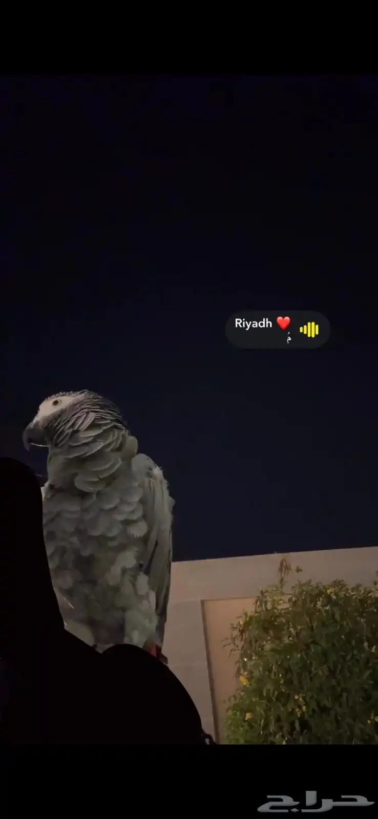 ببغاء للبيع 1