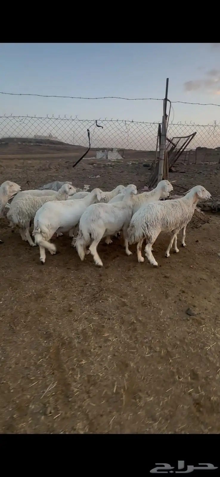 10ضان صنف 1