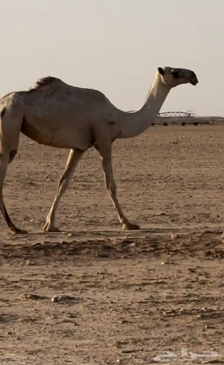 بكره حقه باتليه 1