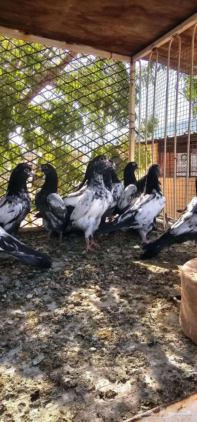 حمام باكستاني تيدي 1