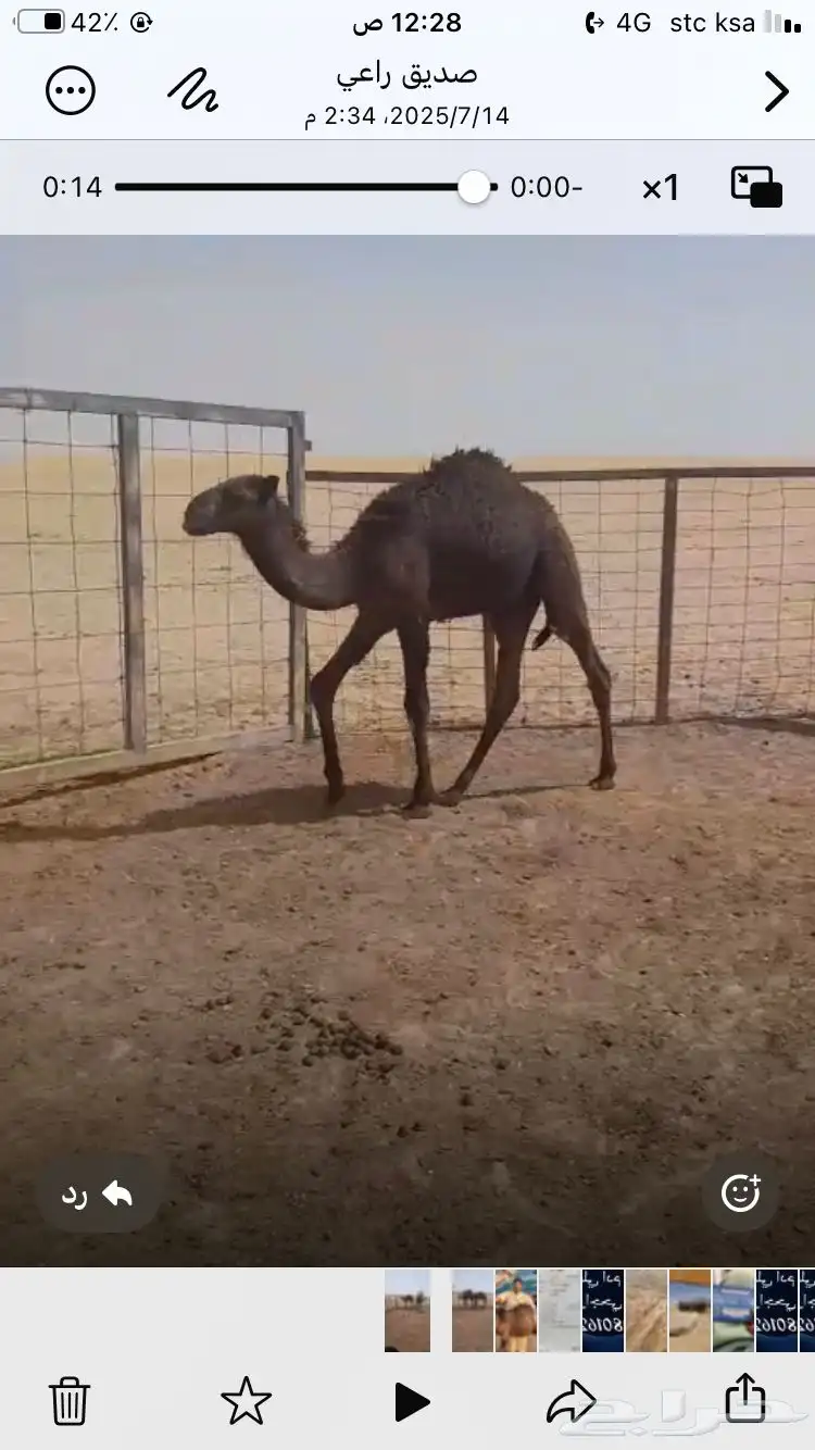حشوان قصب لبانيه 1