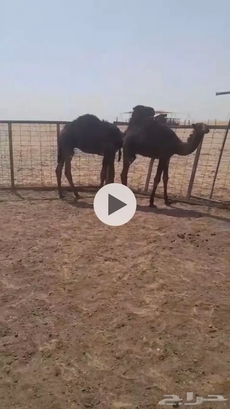 حشوان قصب لبانيه 4