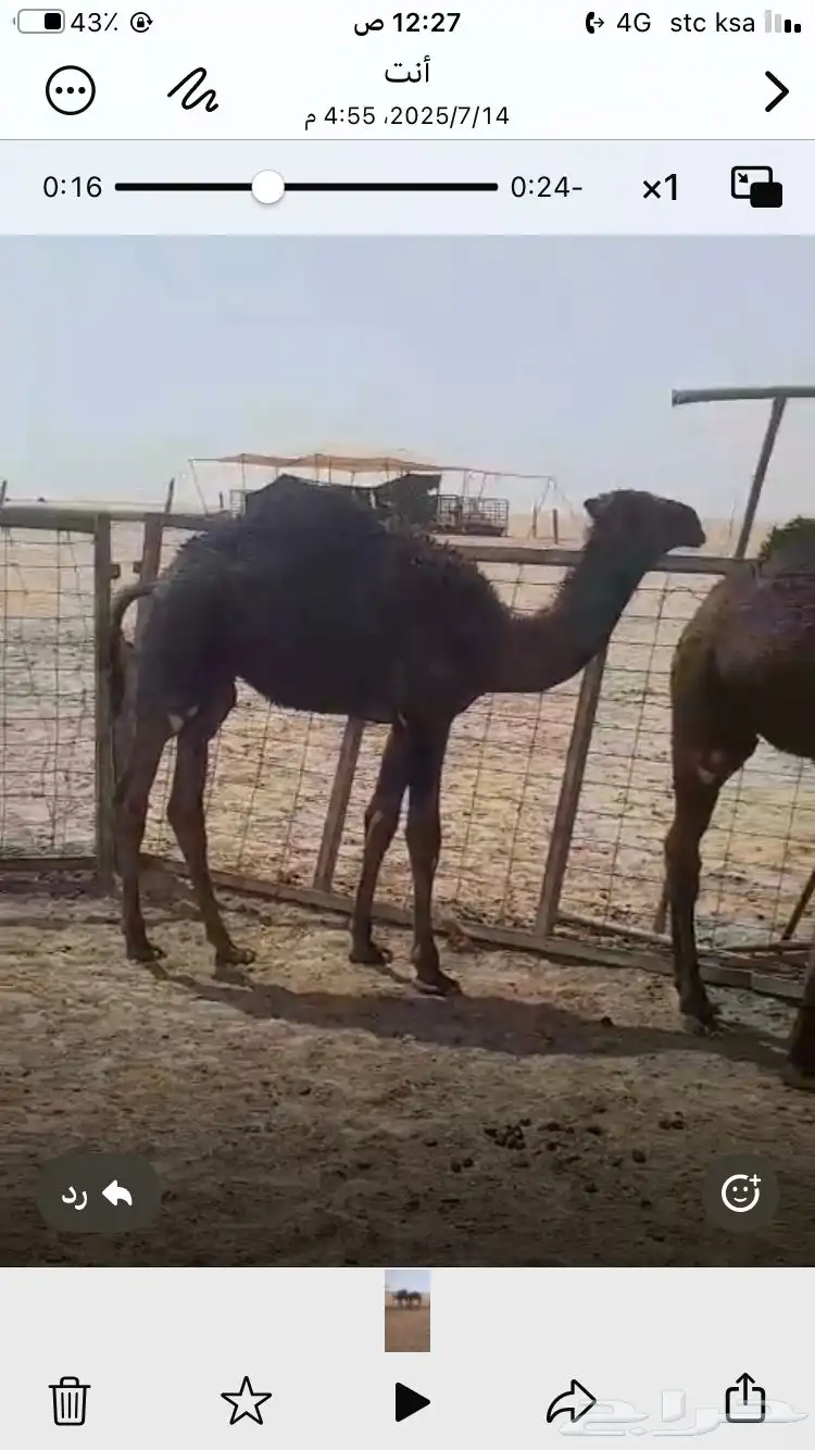 حشوان قصب لبانيه 3