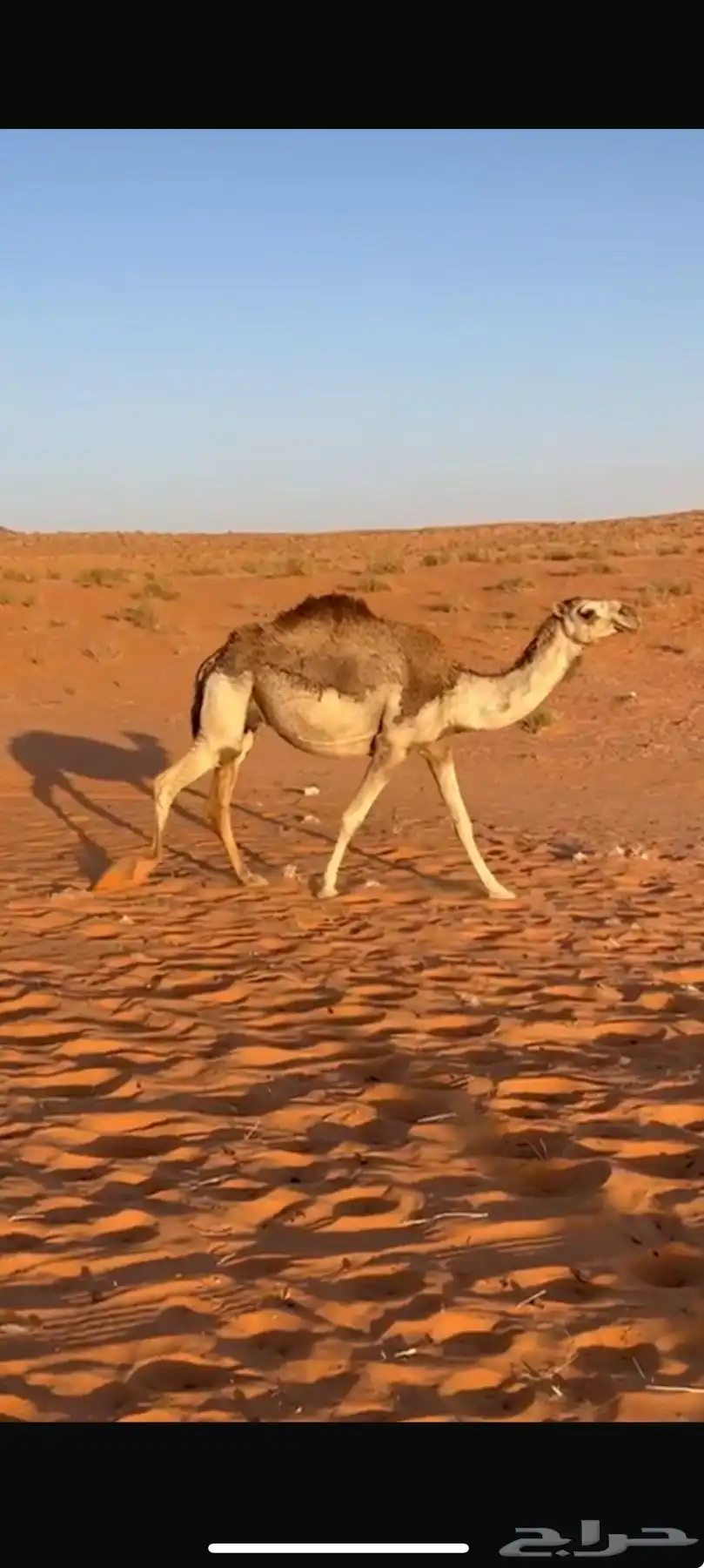 للبيع نياق بالفحل 3