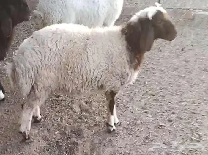 خرفان فاخرة 6