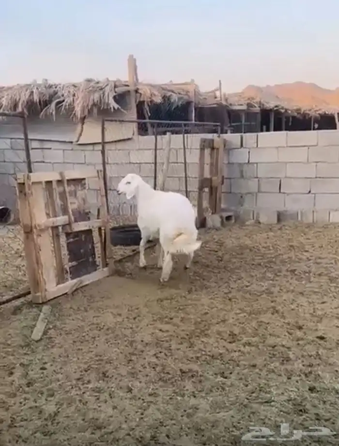فحل صنف عمره اقل من سبع شهور 1