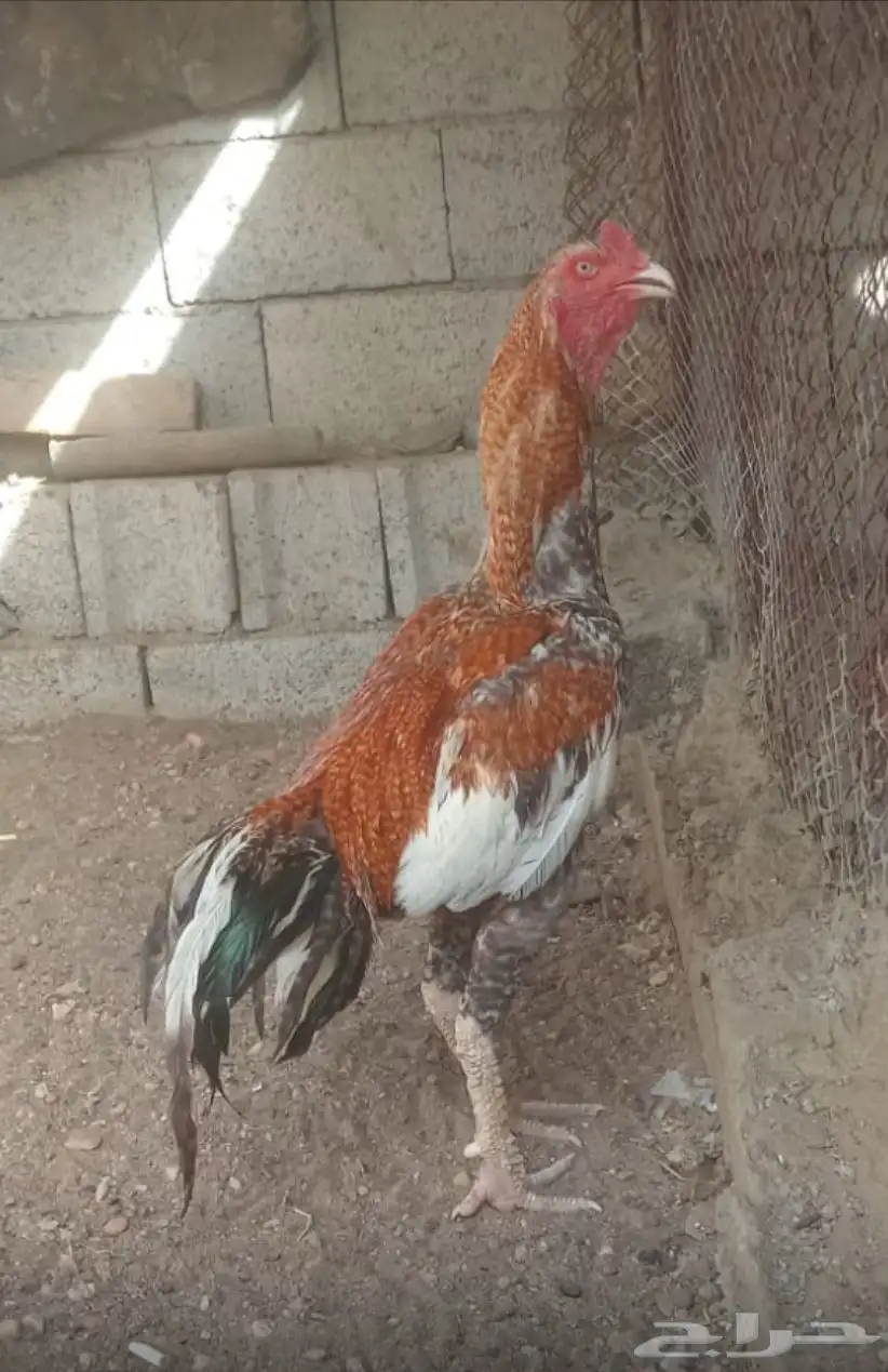 ديك سندي 0