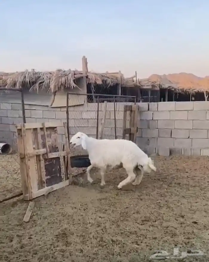 فحل صنف عمره اقل من سبع شهور 0