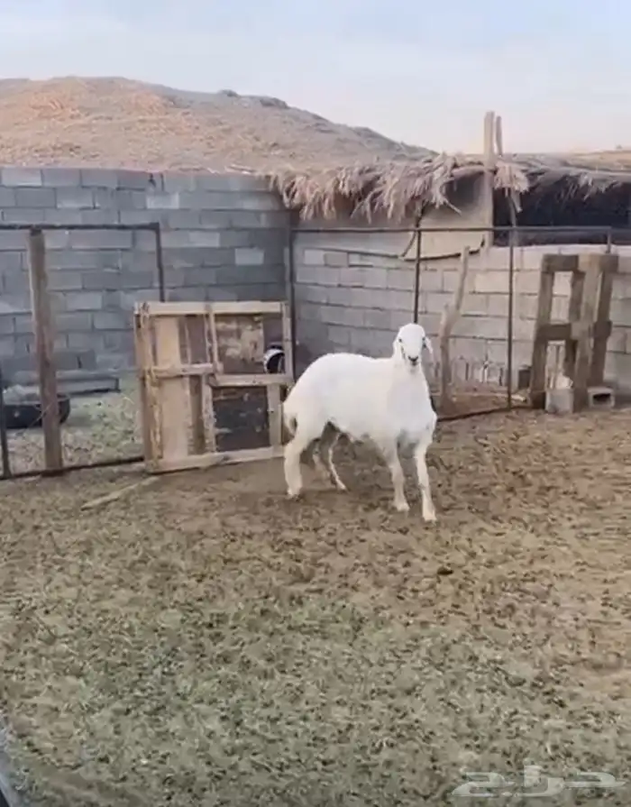 فحل صنف عمره اقل من سبع شهور 4
