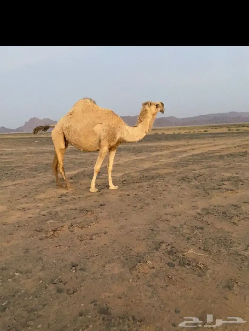 ناقه لقحه 1