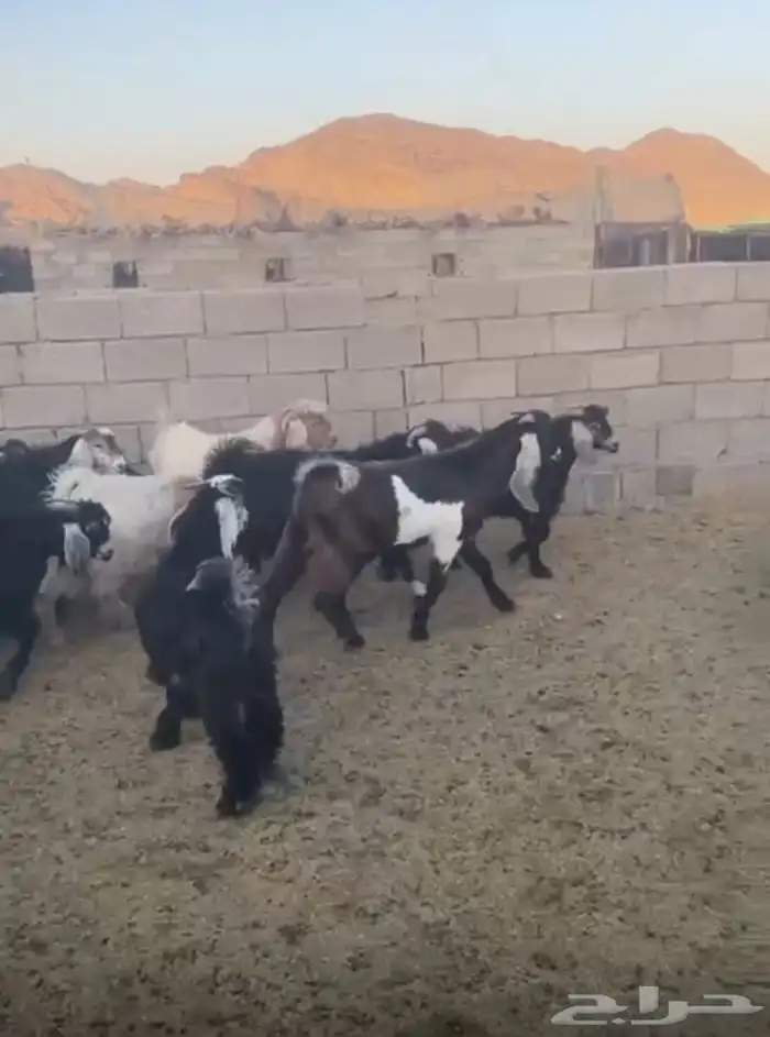 تيوس جبره 2