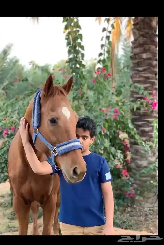 فراس مشروكة 1