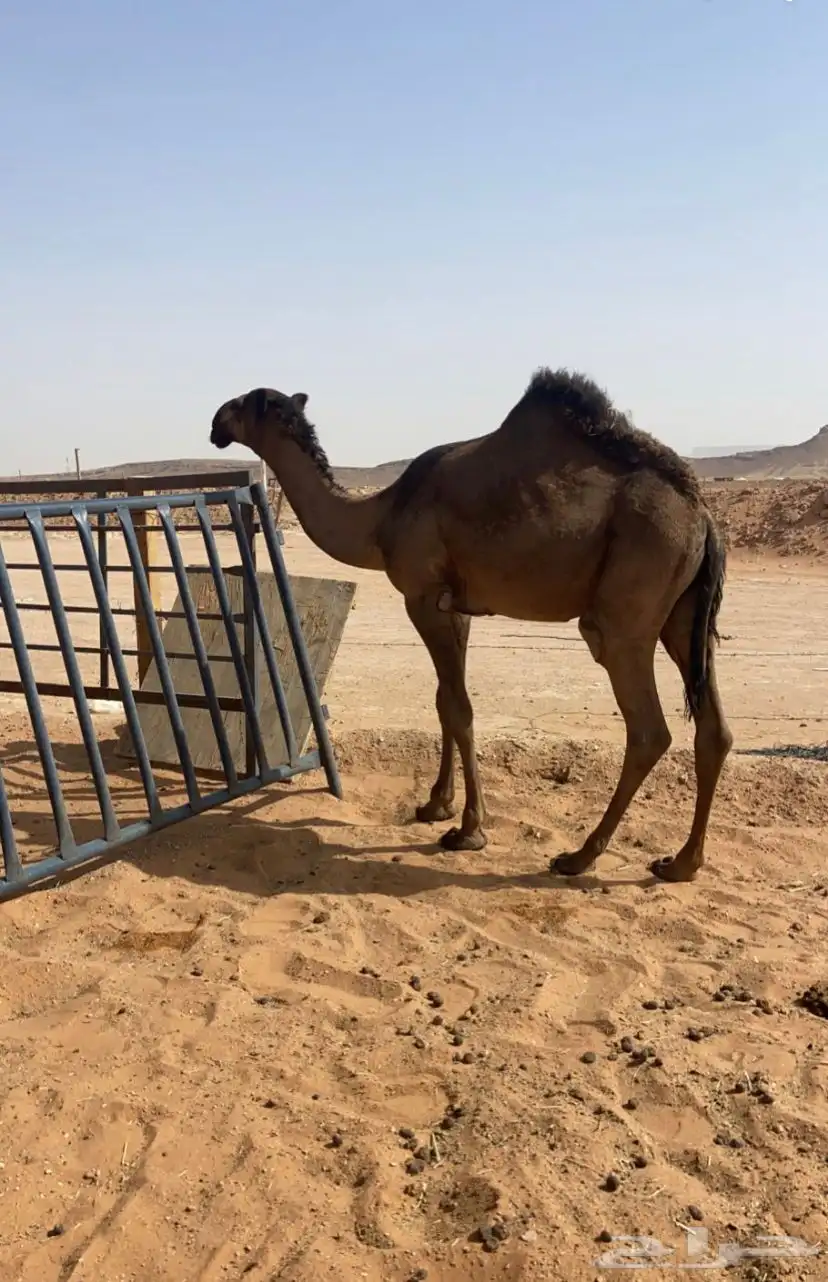 بيع قعود 0