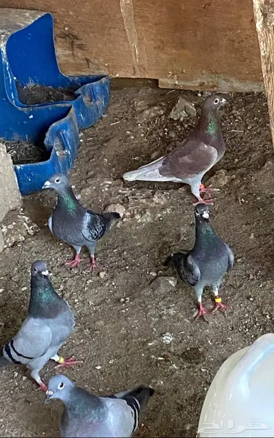 زواجل سباق (( تم إضافة فيديو )) 0