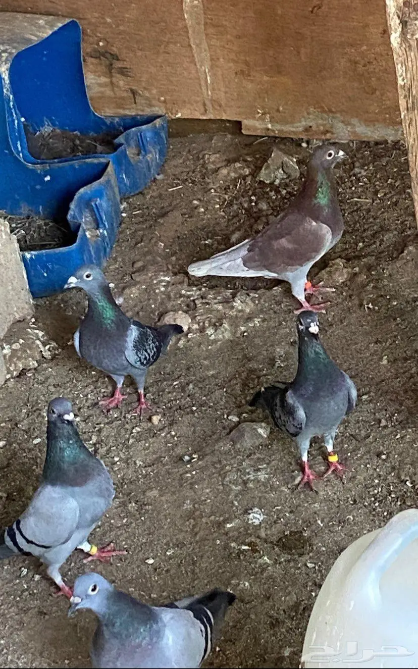 زواجل سباق 0