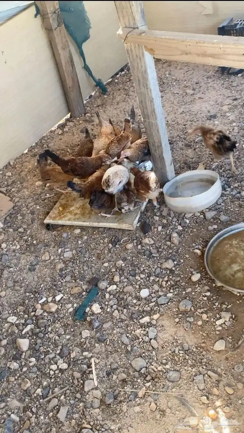 دجاج 1