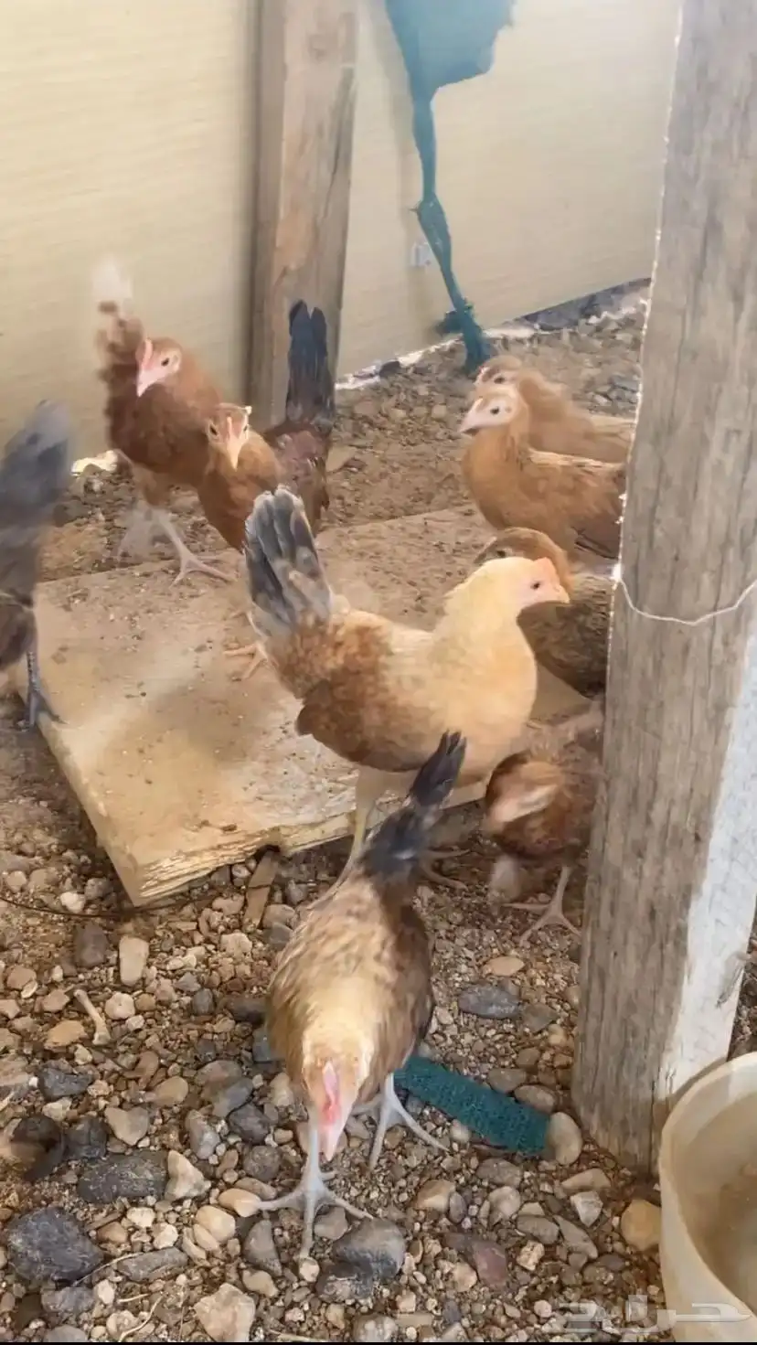 دجاج 3