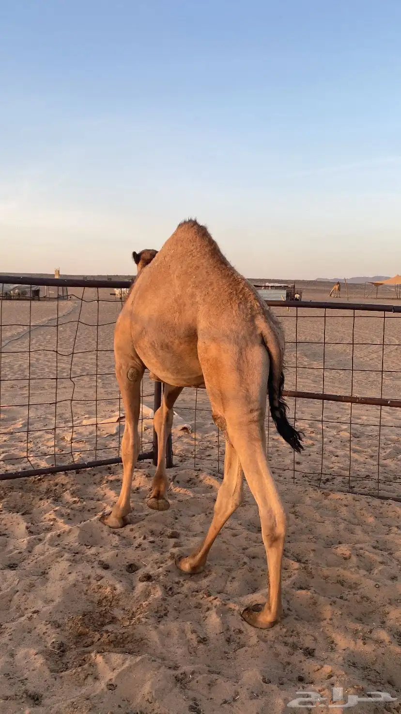 قعود سمين الموقع غرب عفيف 10 كم 1