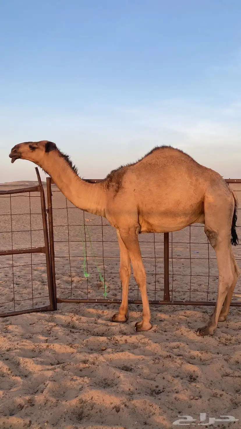 قعود سمين الموقع غرب عفيف 10 كم 2