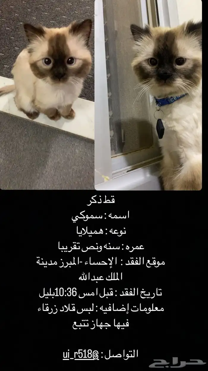 قط ذكر مفقود 0