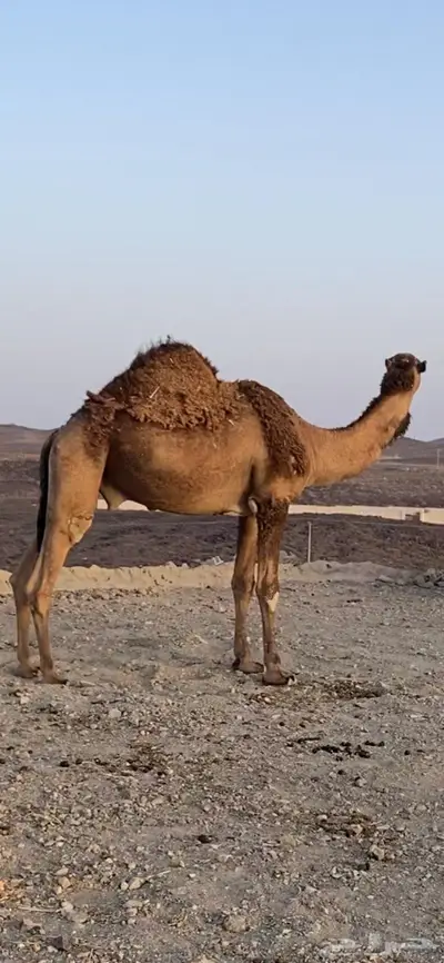 جذع فريحي يثني شرط وهدي وقيمته غاليه 1