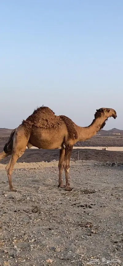 جذع فريحي يثني شرط وهدي وقيمته غاليه 0