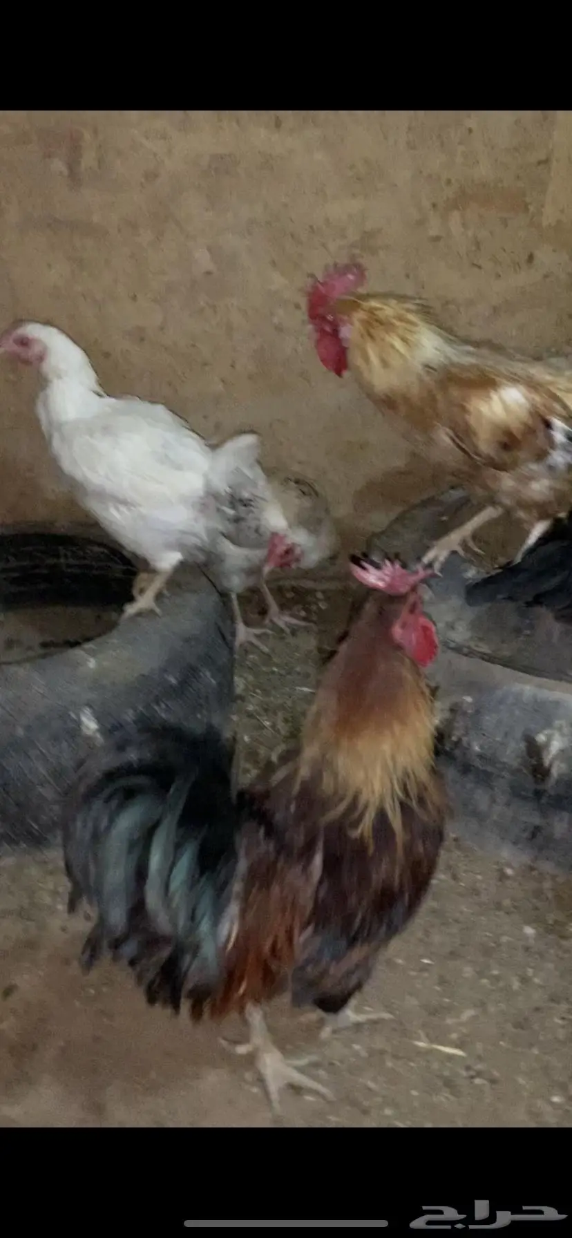 دجاج للبيع 12