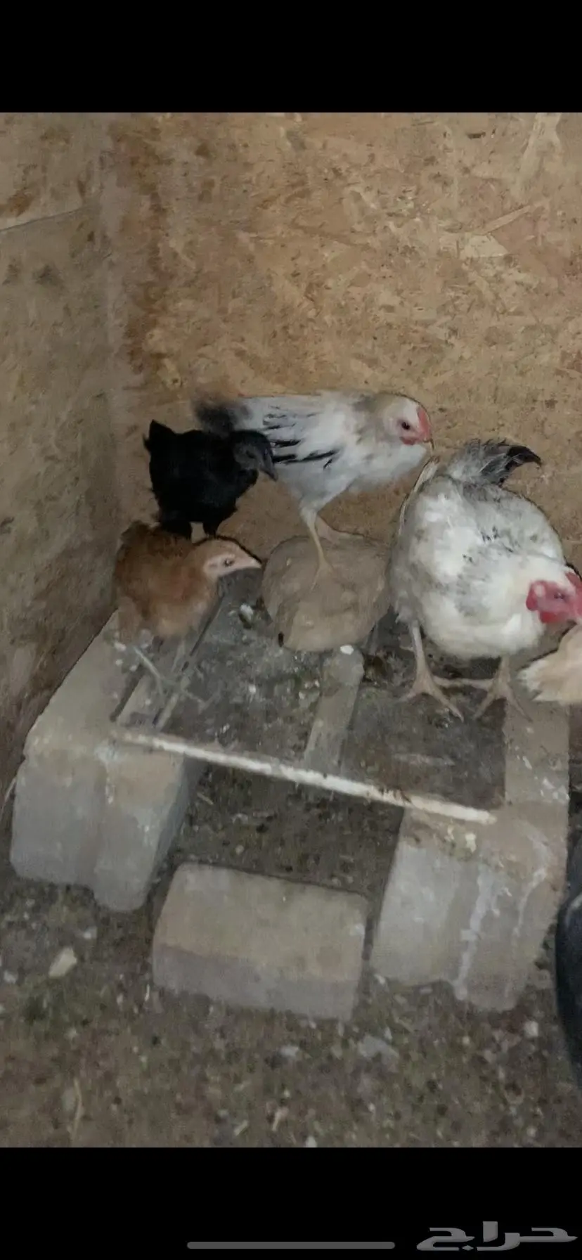 دجاج للبيع 9