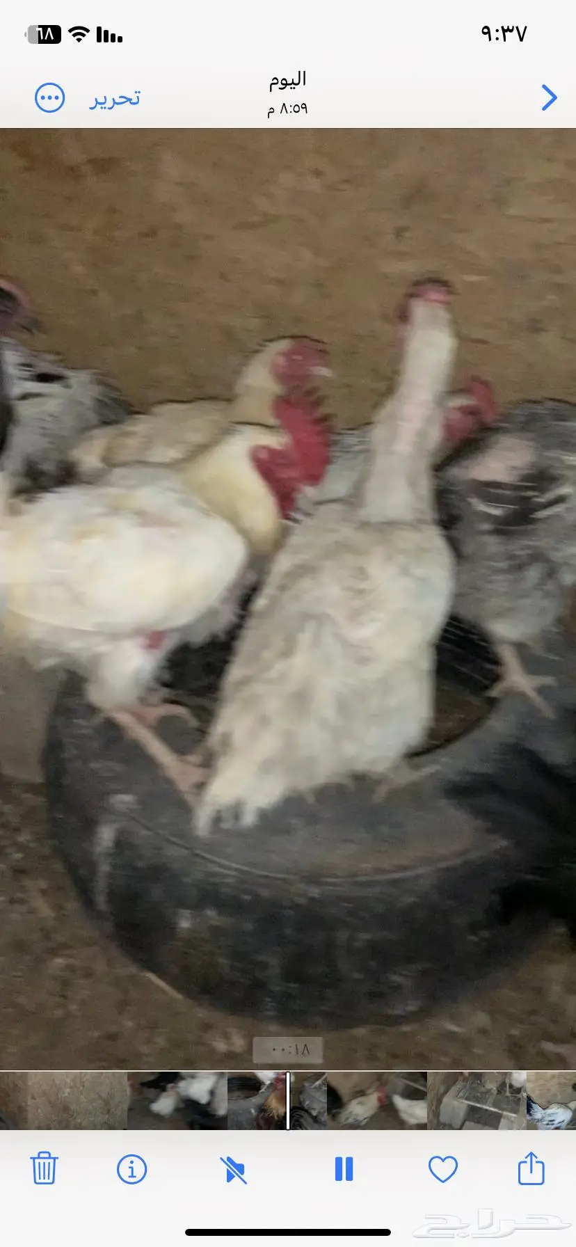 دجاج للبيع 8