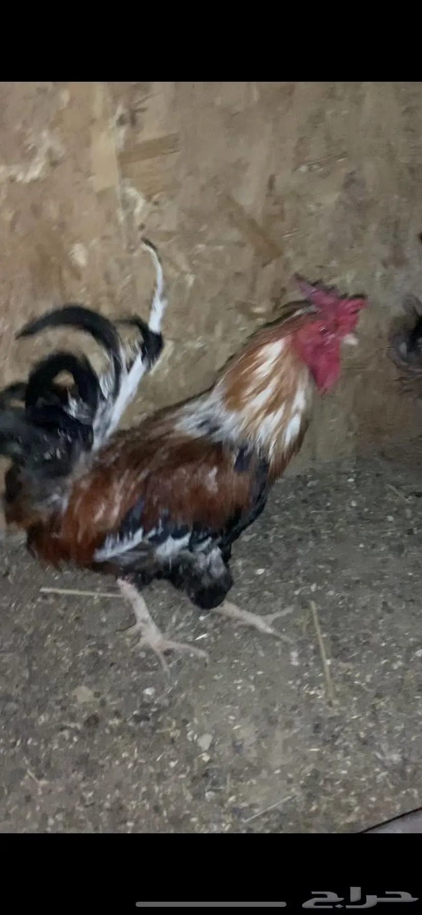 دجاج للبيع 14
