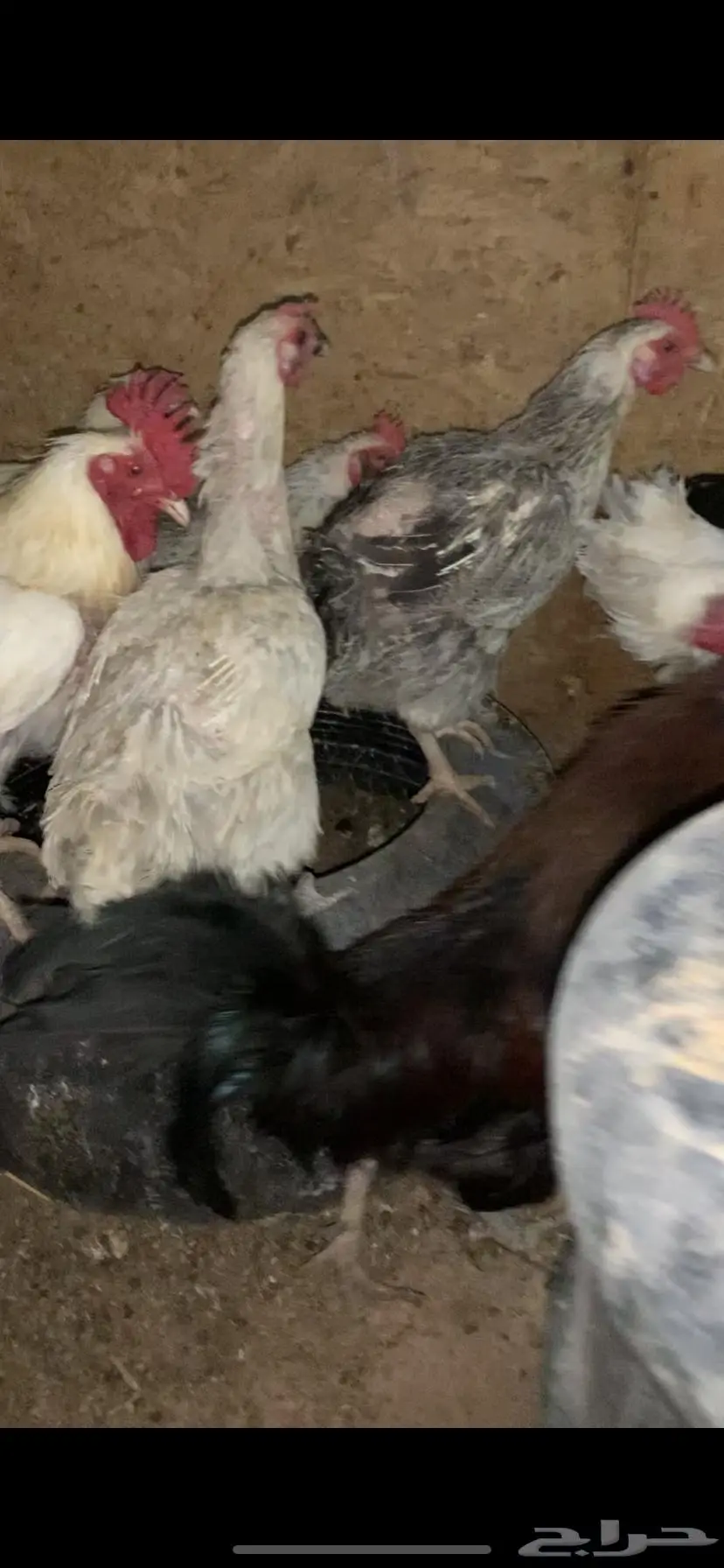 دجاج للبيع 11