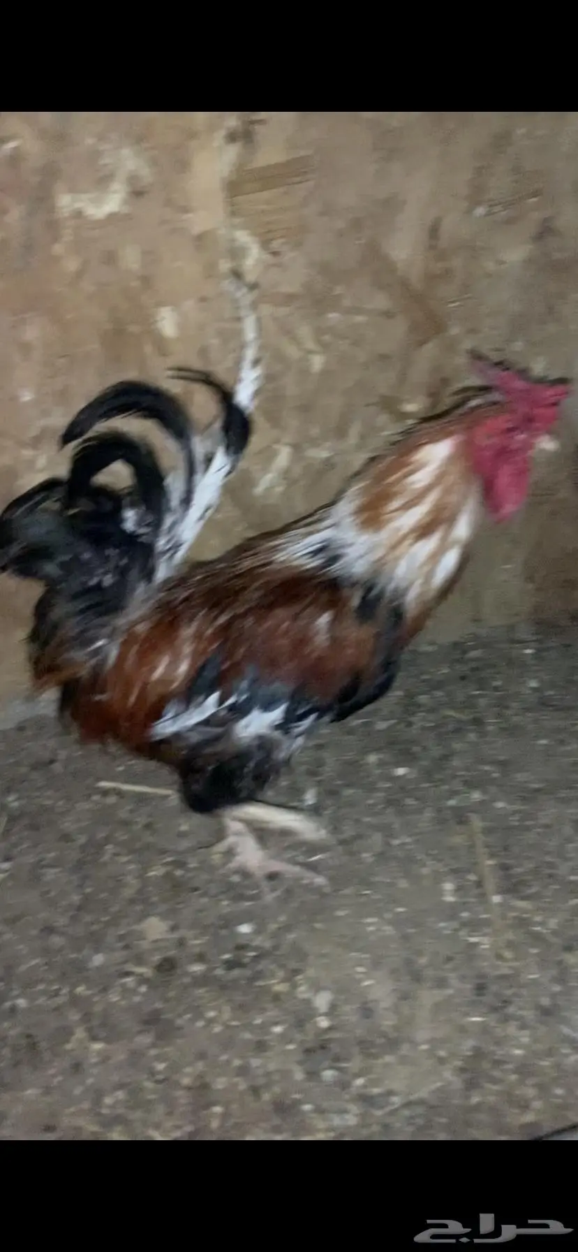 دجاج للبيع 15