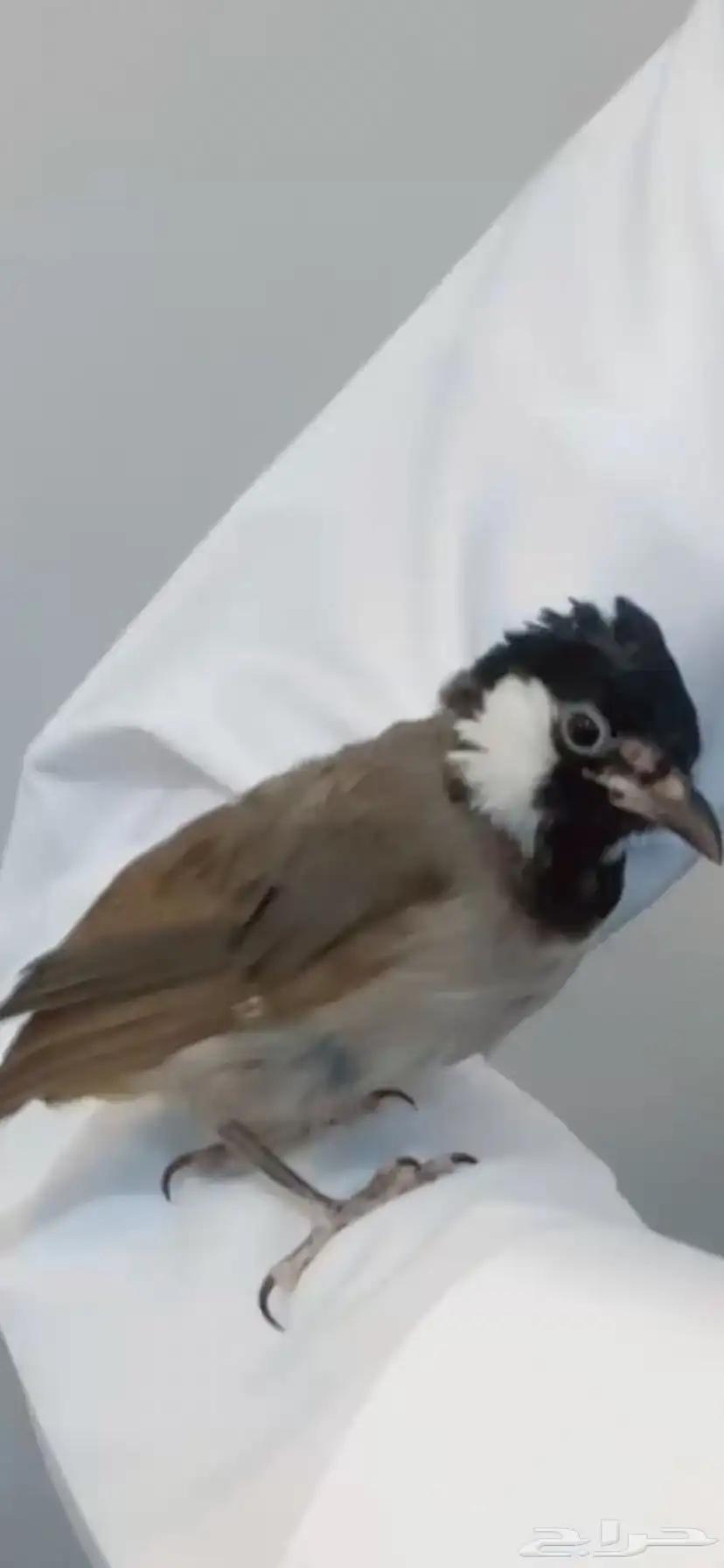 بلبل اليف 0