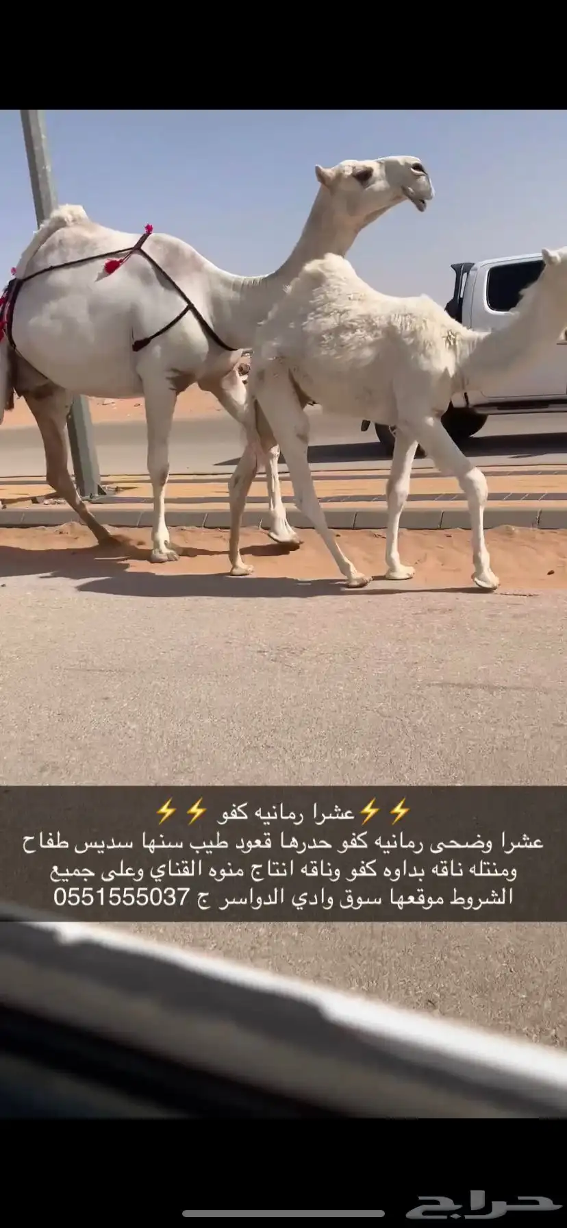 عشرا كفو منتج 1