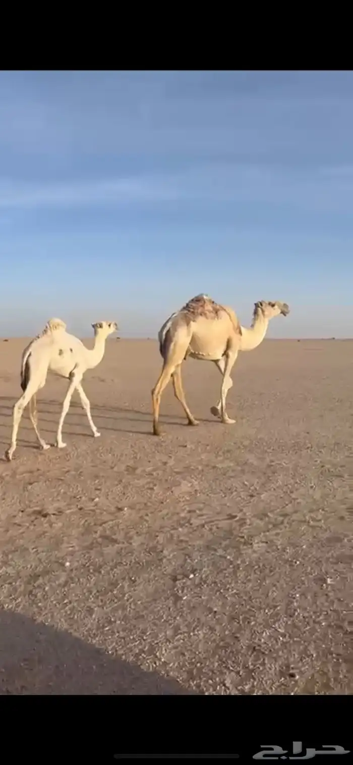 للبيع 2