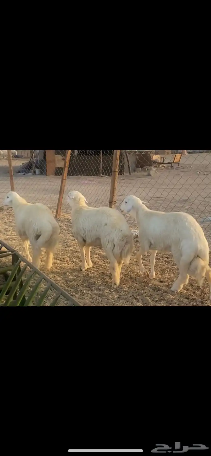 ذبايح للبيع طليان وتيوس 2