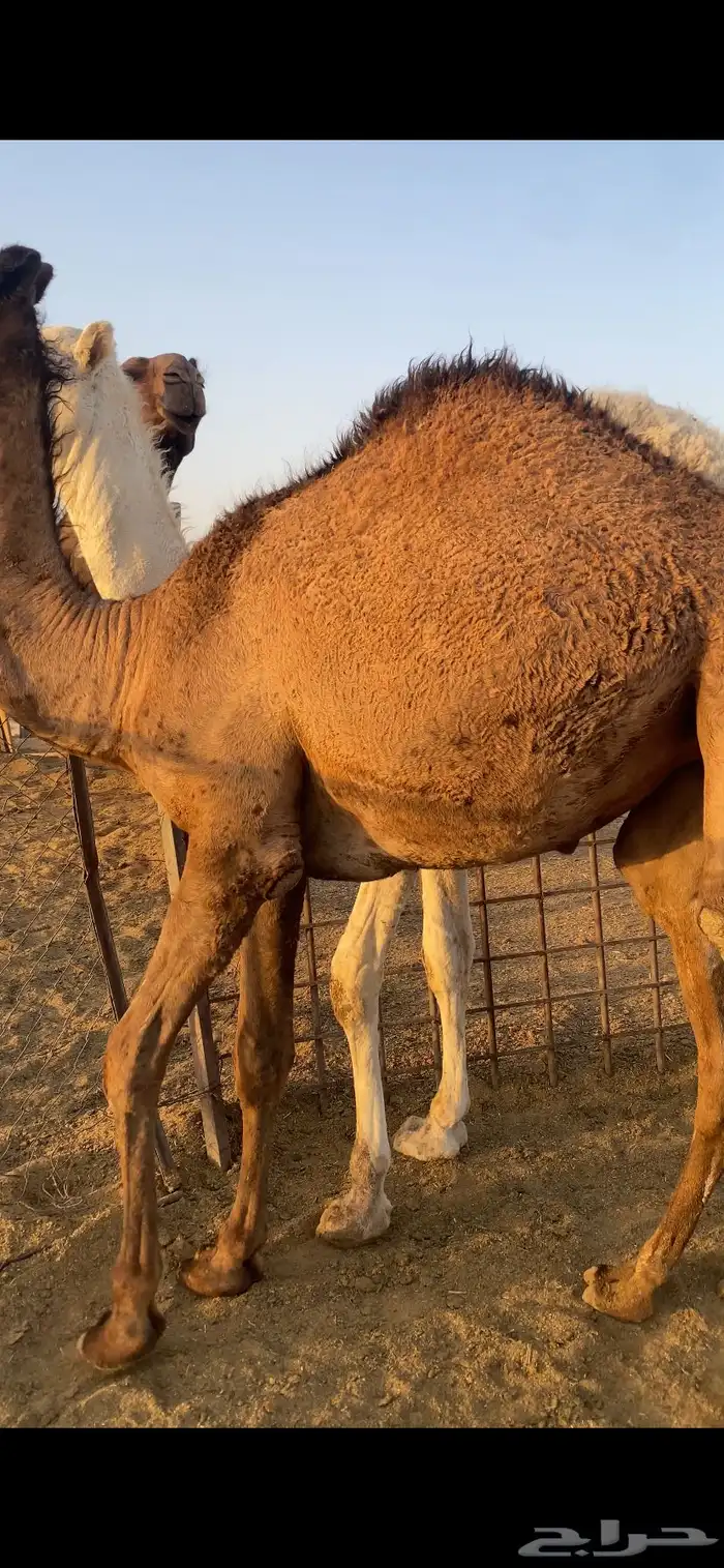 حشو مفاريد فاخره 0