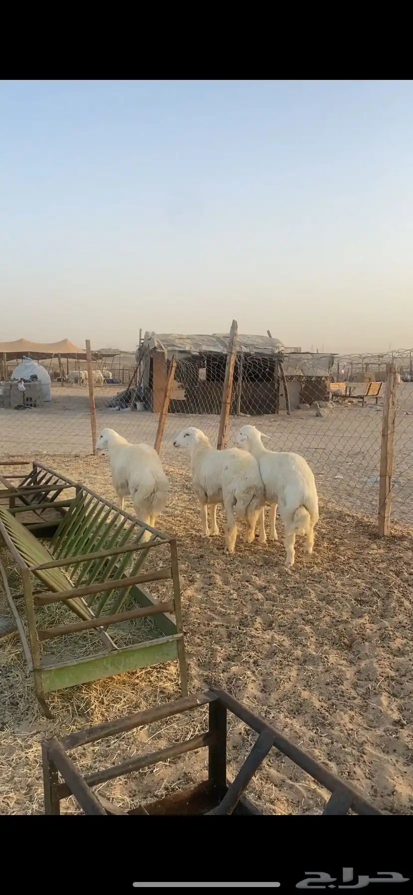 ذبايح للبيع طليان وتيوس 4