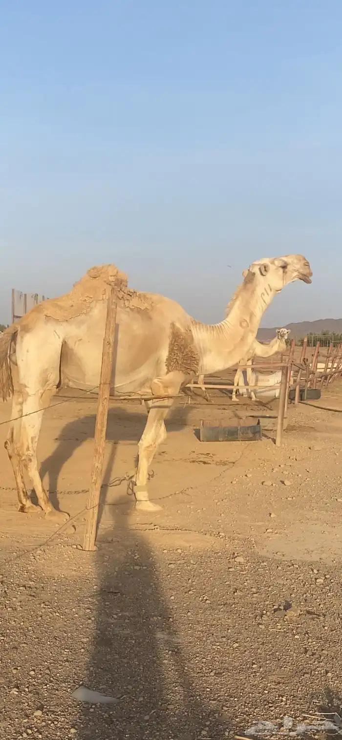 فحل باتلي 0